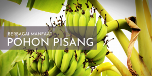 Berbagai Manfaat Pohon Pisang, Pelepahnya Bisa Dijadikan Kain